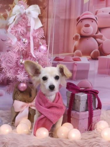 20241223めるちゃん